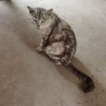 AngryCat