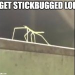 hahaha | GET STICKBUGGED LOL | image tagged in stickbug | made w/ Imgflip meme maker