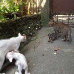 2 mommy cats