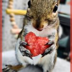 Squirrel of love