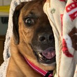 Surprised dog