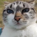 cat angry