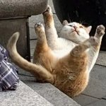 Falling fat cat