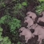 Amazing Wildlife Photography | DRONE VIDEO OF 
SLEEPING FAMILY 
OF ELEPHANTS | image tagged in gifs,animals,wholesome content,amazing,things you don't usually see,unusual | made w/ Imgflip video-to-gif maker