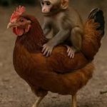 Chicken jockey