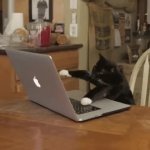 balck cat GIF Template