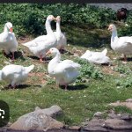 Dartmouth Gangsta Swans