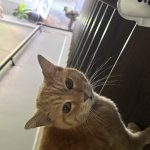 Surprised Cat