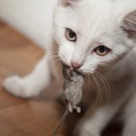 Cute cat with mouse meme