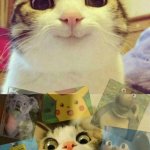 Quiproquo cats