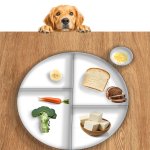 Golden Retriever and a Plate template