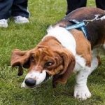 Bassett