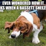 Bassett | EVER WONDERED HOW IT LOOKS WHEN A BASSETT SNEEZES? | image tagged in bassett | made w/ Imgflip meme maker