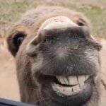 Smiling Donkey