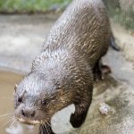 otter