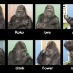 Koko the gorilla vocabulary