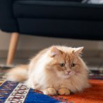 Depressed Cat