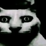 Husk Cat