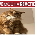 Live Mocha Reaction template
