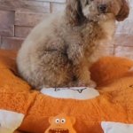 Pet Toys @ pettspy.com
