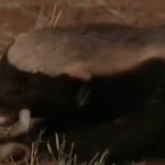 Honey Badger Don't Care
