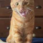 Arguing orange cat