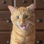 Angry orange cat Epstein