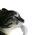 Cat thinkin