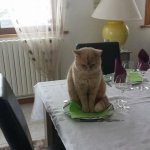 cat dining