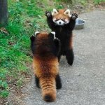 Red Panda Meeting