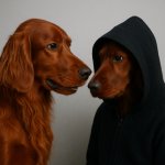 Evil Irish setter