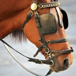 Horse Blinders