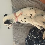 Just a chill dog