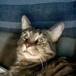 Shocked kitty