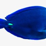 Pasttat Blue tang