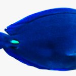 Pasttat Blue Tang