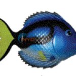 Swimways rainbow reef fish