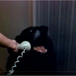 YES THIS IS DOG