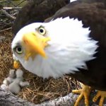 eagle looking up