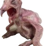 Boils chicken