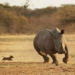 dog chasing rhino