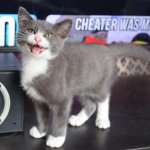Happy Kitten