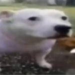 confused dog
