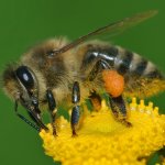 Bees Protesting