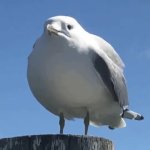 seagull scream GIF Template