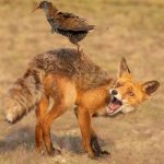 Fox ahhhhhhh