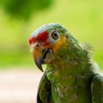 parrot