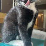 Tongue tongue Bootsie
