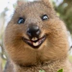 Quokka smile
