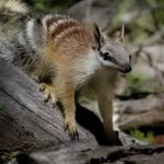 numbat